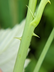 Rubus occidentalis