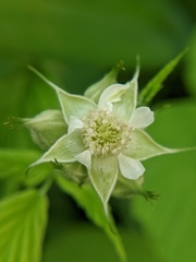 Rubus occidentalis