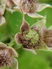 Rubus occidentalis