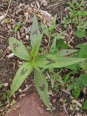 Persicaria maculosa