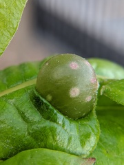 Dryocosmus quercuspalustris