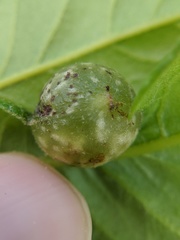 Dryocosmus quercuspalustris