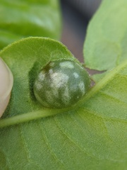 Dryocosmus quercuspalustris