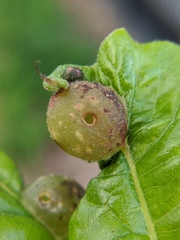 Dryocosmus quercuspalustris