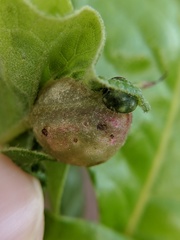 Dryocosmus quercuspalustris