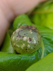 Dryocosmus quercuspalustris