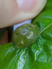 Dryocosmus quercuspalustris