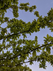 Quercus imbricaria