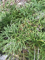 Diphasiastrum complanatum