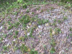 Diphasiastrum complanatum