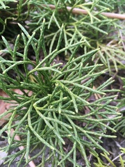 Diphasiastrum complanatum