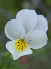 Viola arvensis