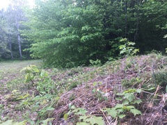 Diphasiastrum complanatum