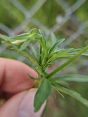 Viola arvensis