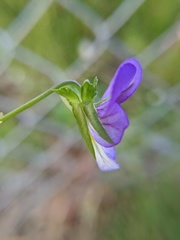Viola arvensis