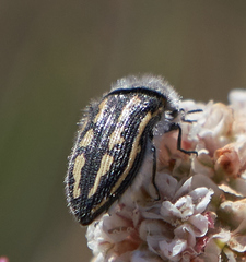 Acmaeodera pubiventris panocheae