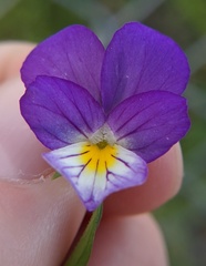 Viola arvensis