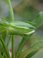 Viola arvensis