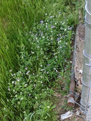 Viola arvensis