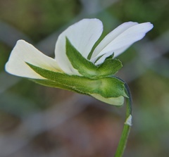 Viola arvensis
