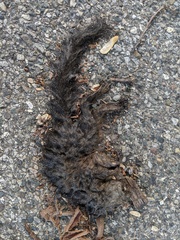 Sciurus carolinensis