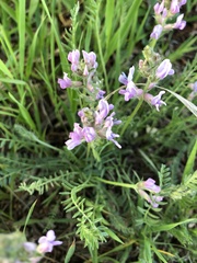Oxytropis borealis viscida
