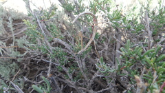 Sceptrophasma bituberculatum