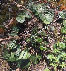 Asarum hartwegii