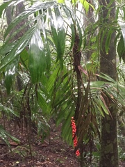 Linospadix monostachyus