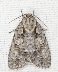 Acronicta ovata