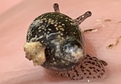 Succinea concordialis