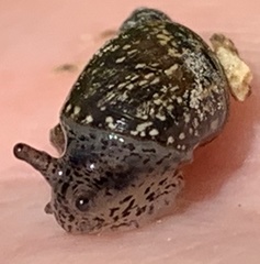 Succinea concordialis