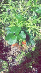 Fragaria × ananassa