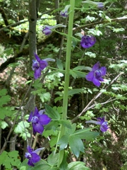 Delphinium trolliifolium