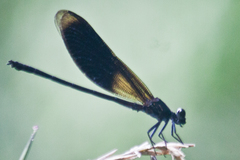 Euphaea masoni