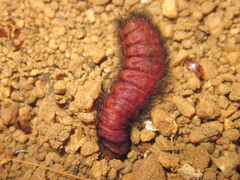 Astylus trifasciatus