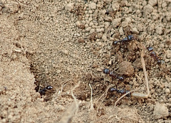 Tetramorium tsushimae
