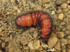 Astylus trifasciatus