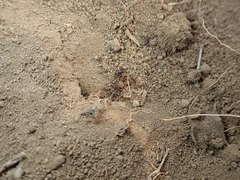 Tetramorium tsushimae