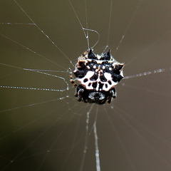 Gasteracantha sacerdotalis