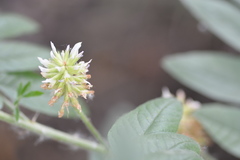 Glycyrrhiza lepidota