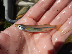 Tidewater Silverside photo 3
