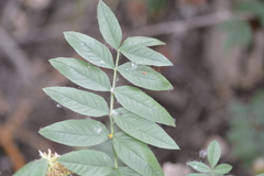 Glycyrrhiza lepidota