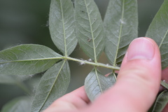 Glycyrrhiza lepidota