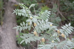Glycyrrhiza lepidota
