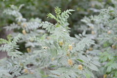 Glycyrrhiza lepidota