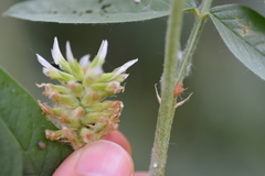 Glycyrrhiza lepidota