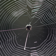 Gasteracantha sacerdotalis