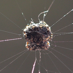 Gasteracantha sacerdotalis