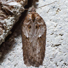 Acleris celiana